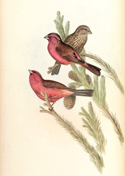 Red-mantled Rosefinch (Blyth